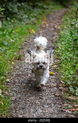 Cockaoo auf einem Pfad, Canaston Wood, Pembrokeshire Stockfoto