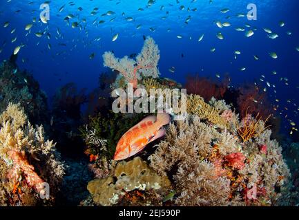 Korallenriff in Misool, Raja Ampat. Westpapua, Indonesien Stockfoto