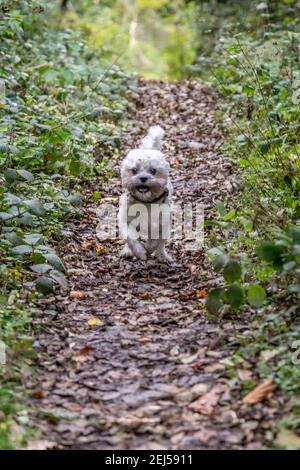 Cockaoo auf einem Pfad, Canaston Wood, Pembrokeshire Stockfoto