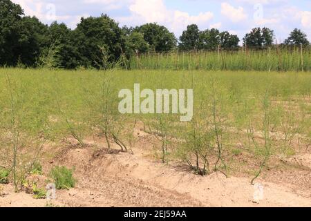 Impressionen aus Bad Gögging in Niederbayern Stockfoto