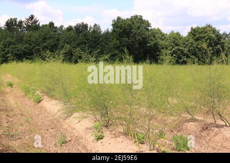 Impressionen aus Bad Gögging in Niederbayern Stockfoto