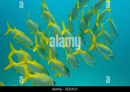 Schule der tropischen gelben Fische Bengal Snapper ( Lutjanus bengalensis ), Seychellen Stockfoto