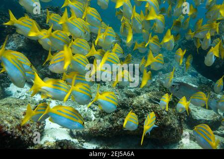 Schule der tropischen gelben Fische Bengal Snapper ( Lutjanus bengalensis ), Seychellen Stockfoto