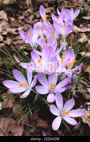 Crocus tommasinianus ‘Whitewell Purple’ Early Crocus – hellviolette und weiße Blüten mit weißen Stielen, Februar, England, Großbritannien Stockfoto