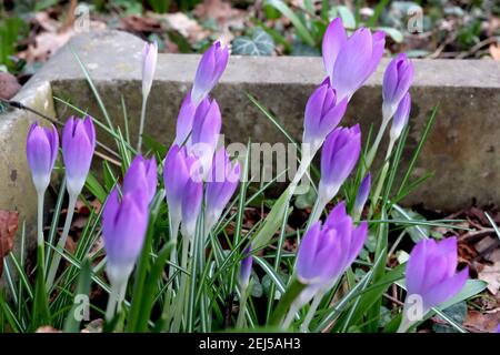 Crocus tommasinianus ‘Whitewell Purple’ Early Crocus – aufkeimende hellviolette und weiße Blüten mit weißen Stielen, Februar, England, Großbritannien Stockfoto