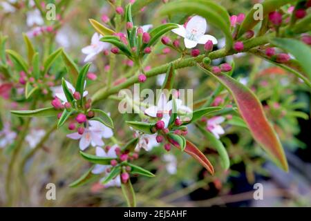 Eriostemon myoporoides ‘Flower Girl White’ Longleaf Wachsblume – weiße sternförmige Blüten mit grünen Blättern, rot, Februar, England, Großbritannien Stockfoto