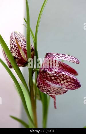 Fritillaria meleagris Schlangenkopf-Fritillary – karierte lila und weiße glockenförmige hängende Blüten, Februar, England, Großbritannien Stockfoto