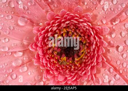 Germini Gänseblümchen Blume mit winzigen Wassertröpfchen. Makroaufnahme einer Knospe aus der Nähe. Rosa Gerbera Blume Stockfoto