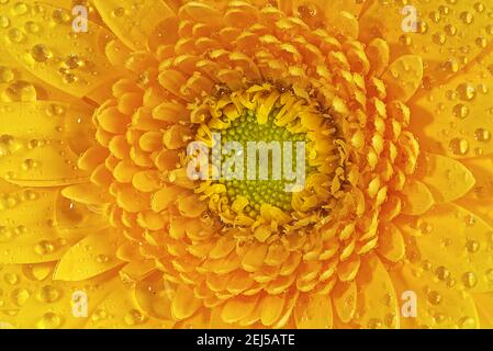 Germini Gänseblümchen Blume mit winzigen Wassertröpfchen. Makroaufnahme einer Knospe aus der Nähe. Gelbe Gerbera Blume Stockfoto