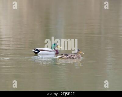 Ein Paar Mallard Enten (Anas platyrhynchos) schwimmen oder einen Teich. Stockfoto