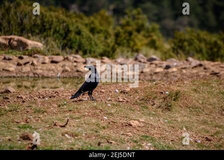 Krähe im Boumort-Gebirge (Lleida Pyrenees, Katalonien, Spanien) ESP: Cuervo en la Serra de Boumort (Pirineo de Lérida, Cataluña, España) Stockfoto