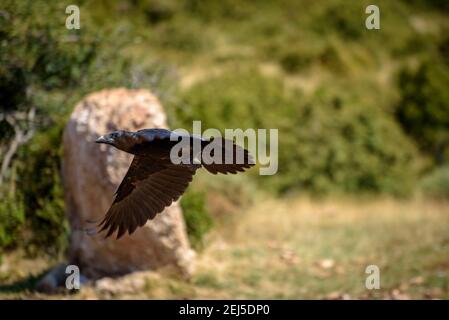 Krähe im Boumort-Gebirge (Lleida Pyrenees, Katalonien, Spanien) ESP: Cuervo en la Serra de Boumort (Pirineo de Lérida, Cataluña, España) Stockfoto