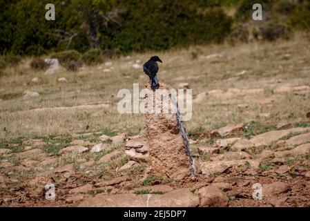 Krähe im Boumort-Gebirge (Lleida Pyrenees, Katalonien, Spanien) ESP: Cuervo en la Serra de Boumort (Pirineo de Lérida, Cataluña, España) Stockfoto