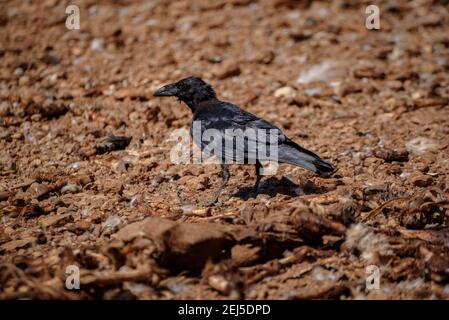 Krähe im Boumort-Gebirge (Lleida Pyrenees, Katalonien, Spanien) ESP: Cuervo en la Serra de Boumort (Pirineo de Lérida, Cataluña, España) Stockfoto