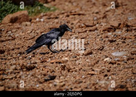 Krähe im Boumort-Gebirge (Lleida Pyrenees, Katalonien, Spanien) ESP: Cuervo en la Serra de Boumort (Pirineo de Lérida, Cataluña, España) Stockfoto