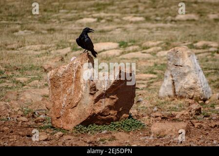 Krähe im Boumort-Gebirge (Lleida Pyrenees, Katalonien, Spanien) ESP: Cuervo en la Serra de Boumort (Pirineo de Lérida, Cataluña, España) Stockfoto