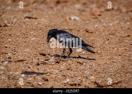 Krähe im Boumort-Gebirge (Lleida Pyrenees, Katalonien, Spanien) ESP: Cuervo en la Serra de Boumort (Pirineo de Lérida, Cataluña, España) Stockfoto