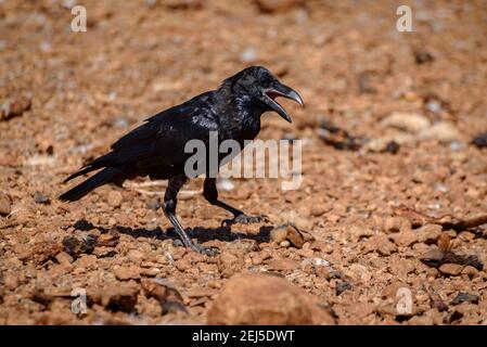 Krähe im Boumort-Gebirge (Lleida Pyrenees, Katalonien, Spanien) ESP: Cuervo en la Serra de Boumort (Pirineo de Lérida, Cataluña, España) Stockfoto