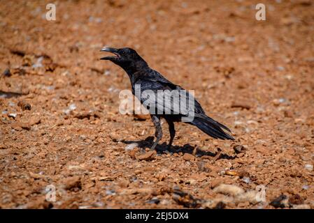 Krähe im Boumort-Gebirge (Lleida Pyrenees, Katalonien, Spanien) ESP: Cuervo en la Serra de Boumort (Pirineo de Lérida, Cataluña, España) Stockfoto