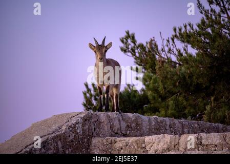 Iberischer Steinbock (Capra pyrenaica) auf dem Gipfel des Mont Caro (höchster Gipfel der Provinz Tarragona und Naturpark Els Ports, Katalonien, Spanien) Stockfoto