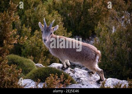 Iberischer Steinbock (Capra pyrenaica) auf dem Gipfel des Mont Caro (höchster Gipfel der Provinz Tarragona und Naturpark Els Ports, Katalonien, Spanien) Stockfoto