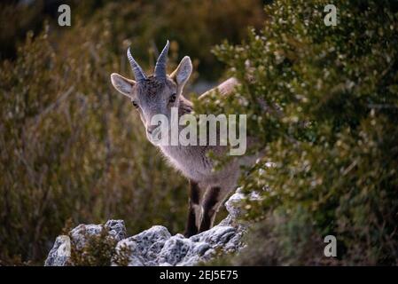 Iberischer Steinbock (Capra pyrenaica) auf dem Gipfel des Mont Caro (höchster Gipfel der Provinz Tarragona und Naturpark Els Ports, Katalonien, Spanien) Stockfoto