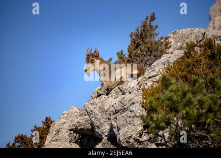 Iberischer Steinbock (Capra pyrenaica) auf dem Gipfel des Mont Caro (höchster Gipfel der Provinz Tarragona und Naturpark Els Ports, Katalonien, Spanien) Stockfoto