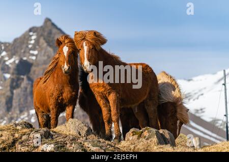 Islandpferde. Das isländische Pferd ist eine in Island geschaffene Pferderasse Stockfoto