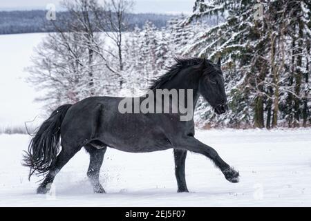 Friesischer Hengst läuft im Winterfeld. Schwarze friesische Pferde galoppieren im Winter. Stockfoto