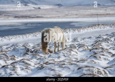 Islandpferde. Das isländische Pferd ist eine in Island geschaffene Pferderasse Stockfoto