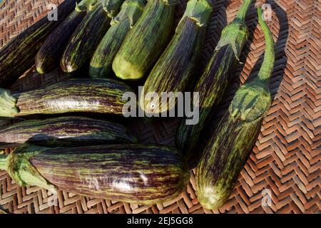 Brinjals auch Auberginen und Auberginen genannt. Grüne und violette Doppelstreifen Arten von Auberginen aus Indien. Frisches indisches Gemüse zu Hause geerntet oder Stockfoto