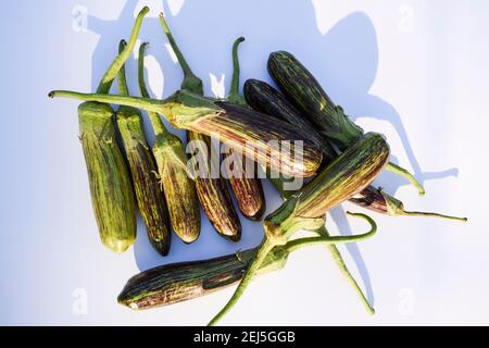 Brinjals auch Auberginen und Auberginen genannt. Grüne und violette Doppelstreifen Arten von Auberginen aus Indien. Frisches indisches Gemüse zu Hause geerntet oder Stockfoto