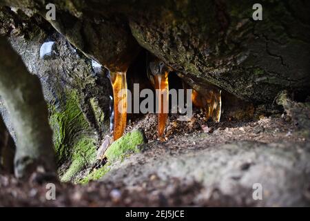Harz, das unter einem Baum ausläuft, nimmt die Form von Eiszapfen an und wird durch Sonnenlicht beleuchtet. Die bernsteinfarbenen Sapcicles sind dicht am Boden. Stockfoto