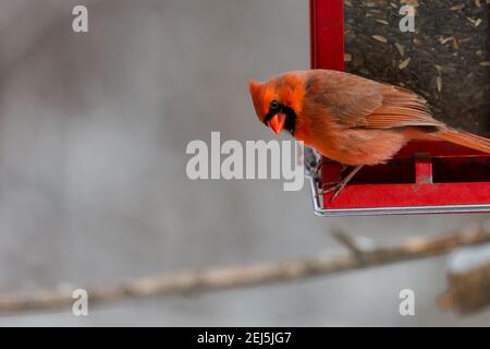 Männlicher Kardinal (Cardinalis cardinalis) auf einem Futterhäuschen für rote Vögel in Wausau, Wisconsin, horizontal Stockfoto