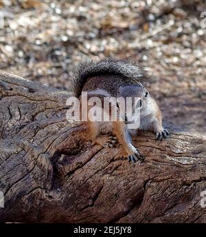 Desert Chimunk auf Holzholz Stockfoto