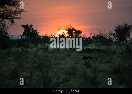 Sonnenuntergang bei Sonnenuntergang hinter der Vegetation in Kenia Stockfoto