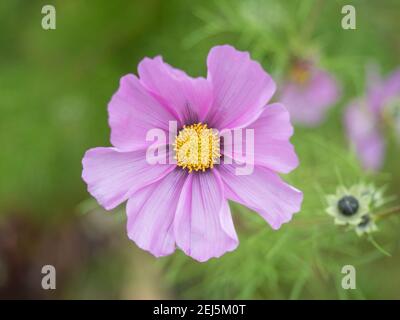 Nahaufnahme blühenden Garten Kosmos, Cosmos bipinnatus oder mexikanischen Aster. Einzelne Makro perfekte rosa Blume auf grünem Bokeh Hintergrund. Selektiver Fokus. Stockfoto