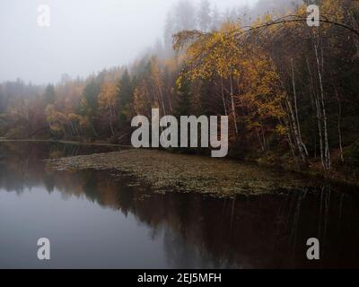 Waldsee, Teich mit herbstlichen bunten Birken-, Buchen- und Fichtenbäumen und Seerose. Teilweise von dichtem Nebel bedeckt. Moody dunkle Landschaft in Luzicke Stockfoto