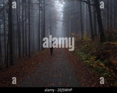 Mann Figur zu Fuß auf der Straße in dunklen geheimnisvollen nebligen Buchenwald mit gefallenen Blättern und Nebel bedeckt. Stimmungsvolle Herbstlandschaft Stockfoto