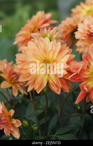 Orange Gelbe Dahlie wächst in einer krautigen Grenze. Stockfoto