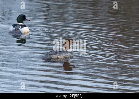 Ein männlicher und weiblicher gemeiner Merganiser (UK). Gänsehaut. Stockfoto