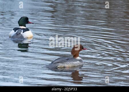 Ein männlicher und weiblicher gemeiner Merganiser (UK). Gänsehaut. Stockfoto