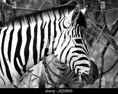 Prifile Nahaufnahme von wildem Zebra in Schwarz-Weiß, Etosha Nationalpark, Namibia, Afrika Stockfoto