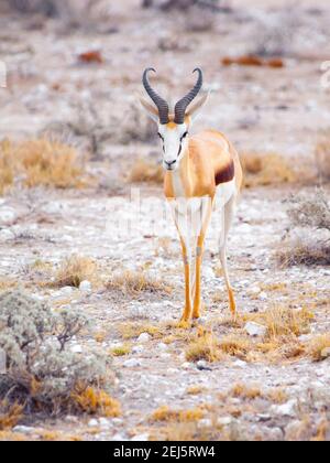Männliche Impala-Antilope, Aepyceros melampus, lebt im östlichen und südlichen Afrika. Stockfoto