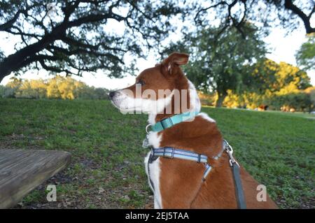 Hund im park Stockfoto