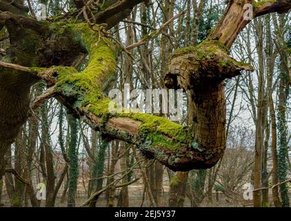 Einen langen, verdrehten Baum aufblickend, der mit Licht bedeckt ist Flechten Stockfoto