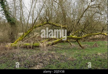 Ein gefallener Baum Äste und Stamm in dicken leuchtenden bedeckt Grüne Flechten Stockfoto