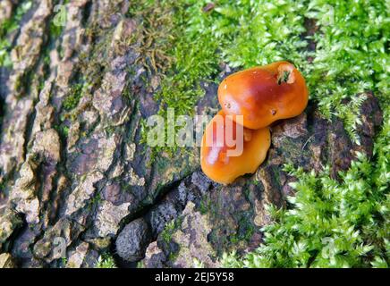 Mini rot braun Pilz Pilzplatten wachsen unter leuchtend grün Flechten Stockfoto