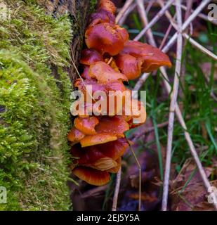 Mini rot braun Pilz Pilzplatten wachsen unter leuchtend grün Flechten Stockfoto