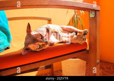 Eine kanadische sphynx Katze mit grünen Augen, die in einer lustigen Pose in der Sonne auf einem orangefarbenen Stuhl liegt. Die Katze schaut in die Linse. Stockfoto